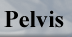 pelvis button